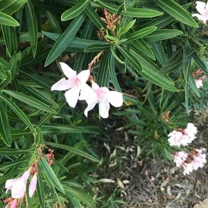 Meet your Posher, Miya